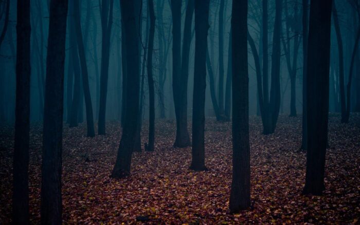 VD8ldiL-dark-forest-wallpapers